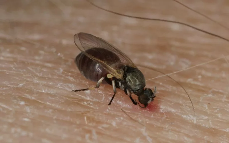 Como amenizar a picada de mosquito borrachudo?