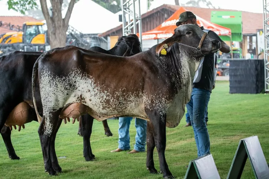 Primeira etapa da Expo Rio Preto SICREDI destaca as principais raças produtoras de leite do Brasil