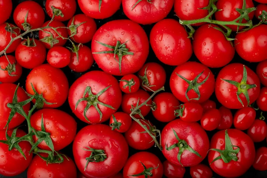 Produção de tomate cresce em São Paulo mesmo com período de seca