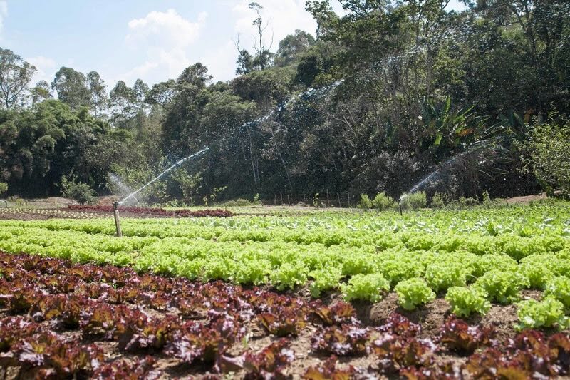 Sebrae-SP abre 75 vagas para produtores rurais da região de Barretos em programa gratuito de inovação