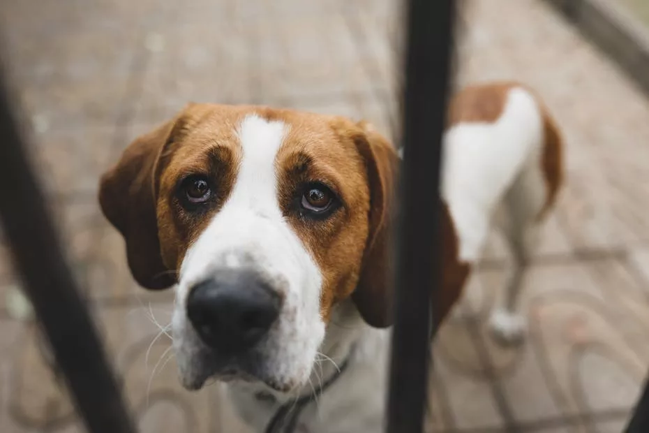 Especialista ensina o que fazer quando os cachorros sofrem de depressão e ansiedade