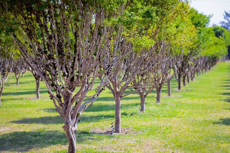 Turismo rural- experiências de colheita de frutas encantam visitantes no interior de São Paulo 3