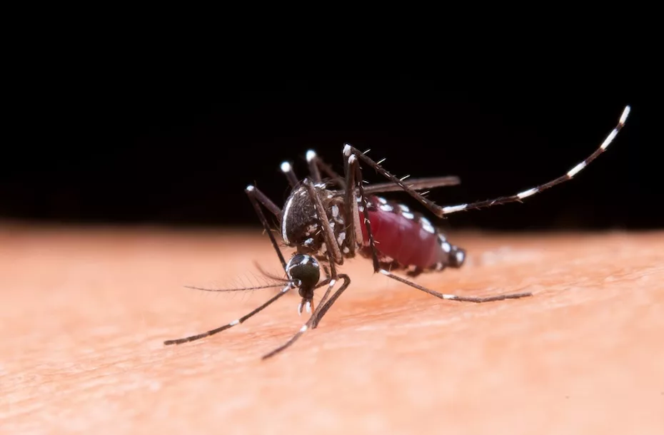 Mosquito Aedes aegypti, transmissor da dengue