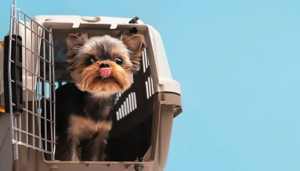 Os novos direitos dos pets no transporte aéreo