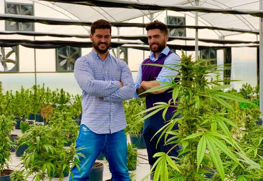 Curitibano lança clube de assinatura de cannabis medicinal