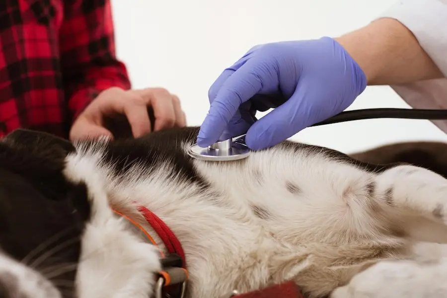 Guaíra inaugura Clínica Veterinária Municipal "José Antônio Lopes"