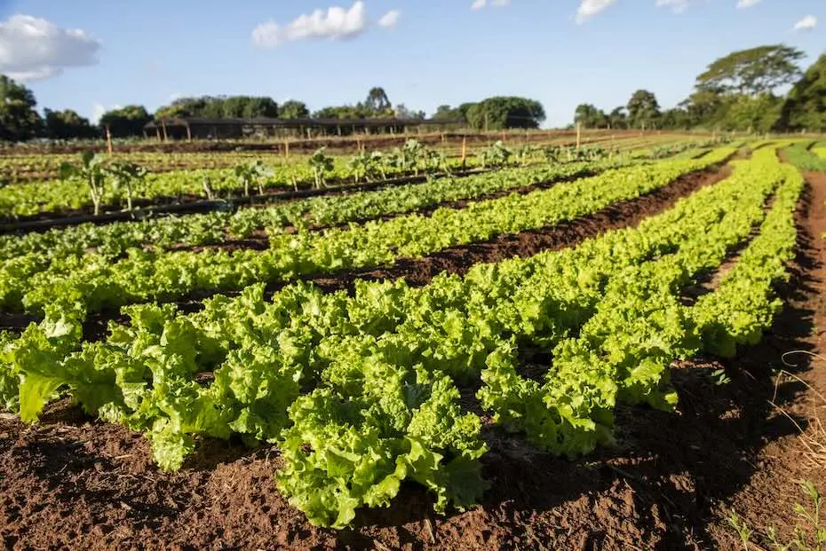 Mecanização da lavoura otimiza cultivo de hortaliças durante o verão