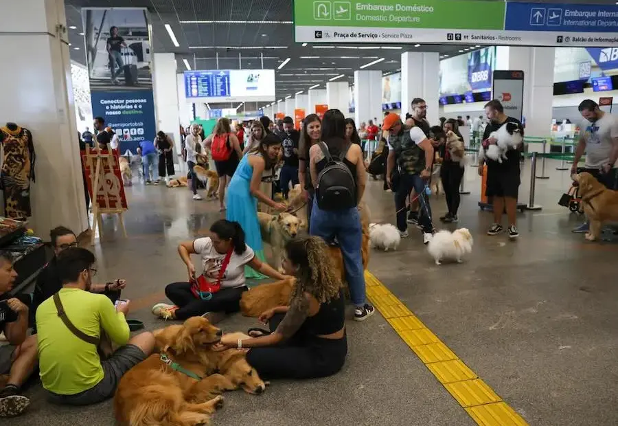 Pets- guia orienta tutores para viagem aérea com segurança e conforto