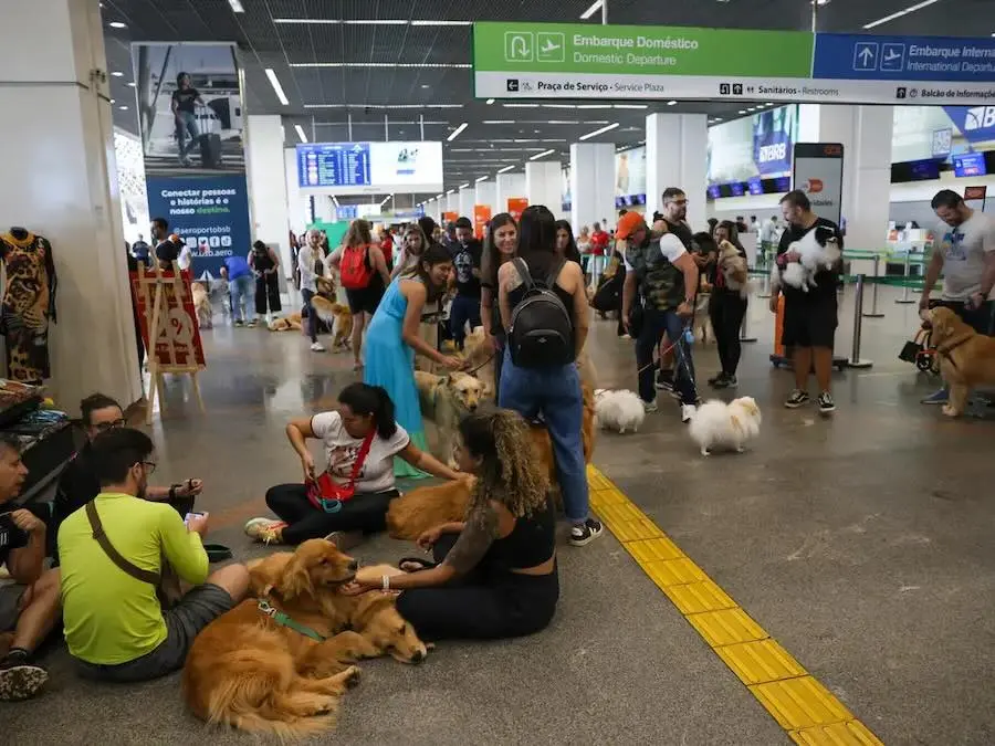 Pets- guia orienta tutores para viagem aérea com segurança e conforto