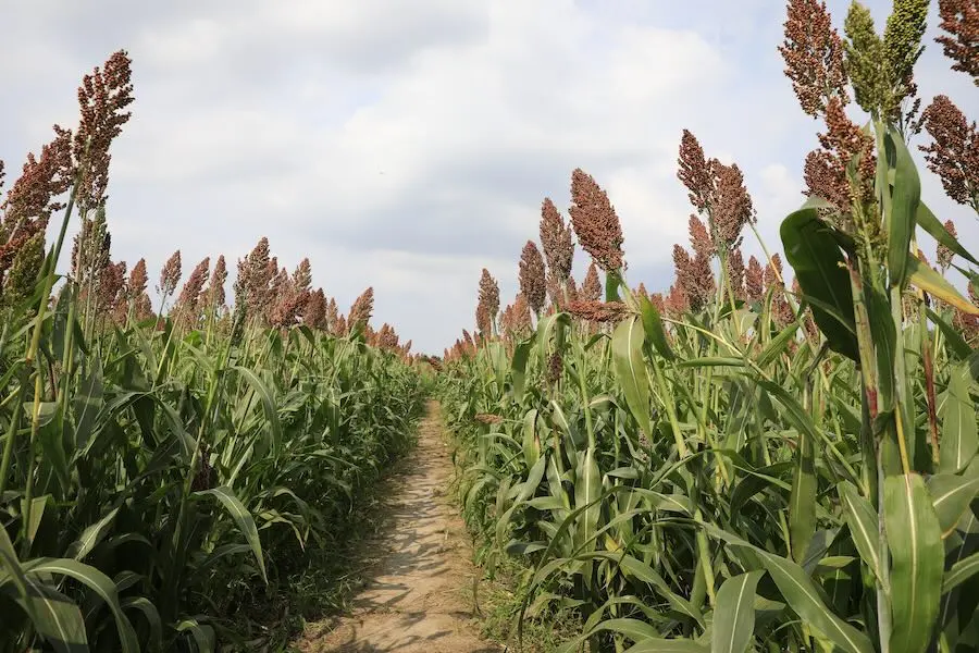 Sorgo granífero: potencial econômico e inovações tecnológicas impulsionam área plantada no Brasil