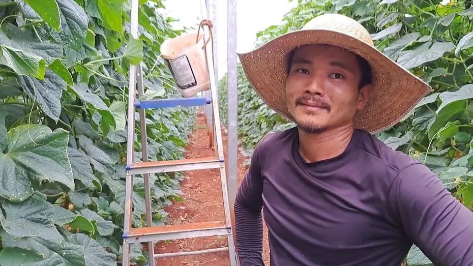 Tecnologia e sustentabilidade impulsionam a produção de pepino japonês