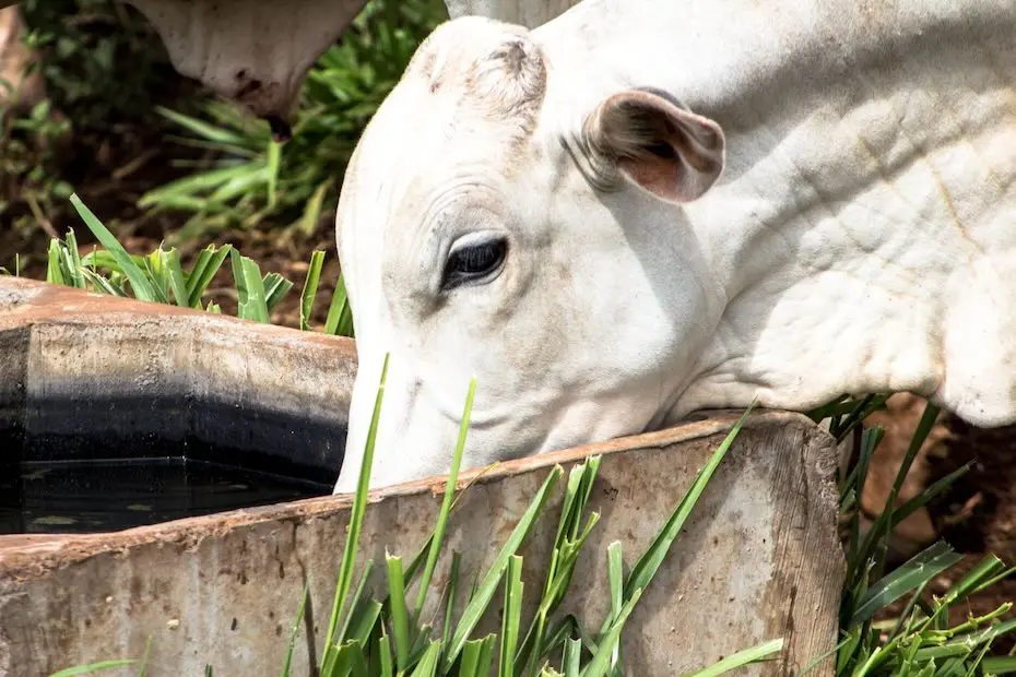 Efeitos do calor no rebanho bovino vão além do desconforto e podem incluir redução no ganho de peso